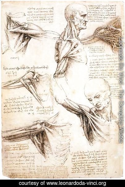 Leonardo Da Vinci - Anatomical studies of the shoulder