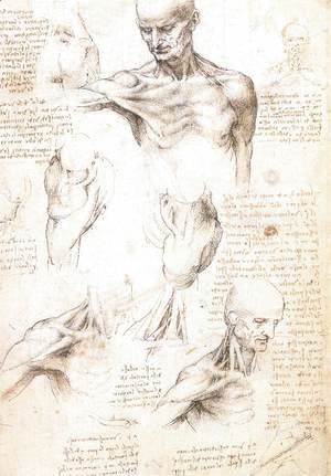 Anatomical studies of a male shoulder