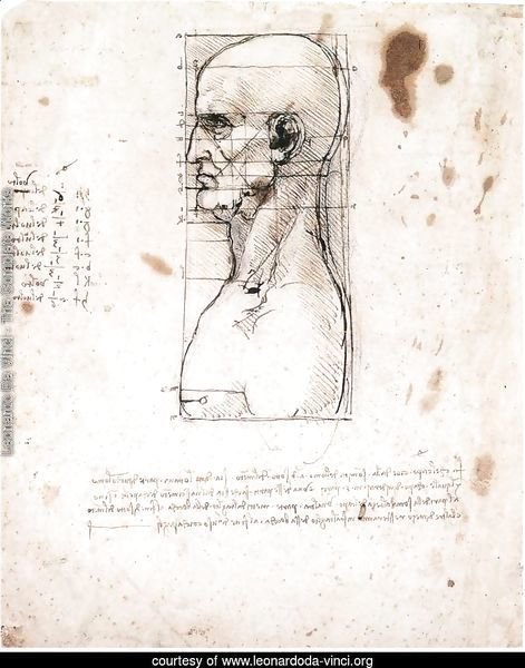 Male head in profile with proportions
