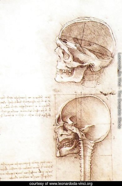 Studies of human skull