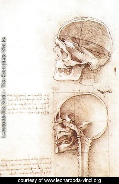 Leonardo Da Vinci - Studies of human skull