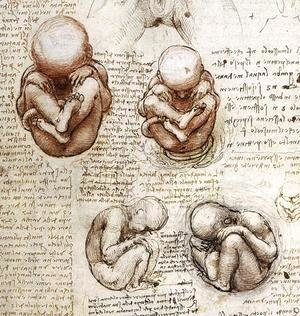 Leonardo Da Vinci - Fetus