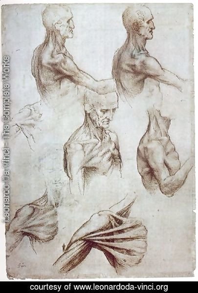 Leonardo Da Vinci - Muscles of the neck and shoulders 1515