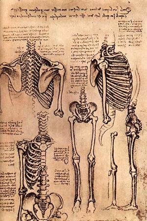 Leonardo Da Vinci - skeletons