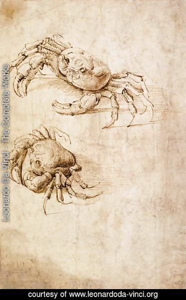 Leonardo Da Vinci - Studies of crabs