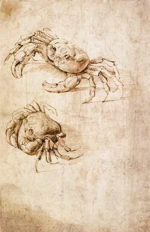 Studies of crabs