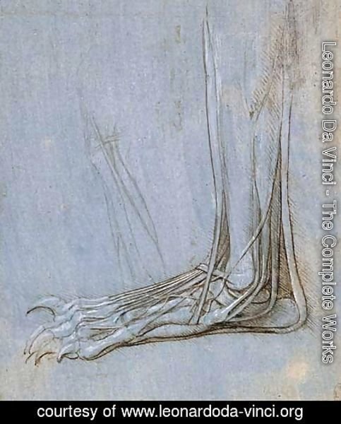 Leonardo Da Vinci - The anatomy of a foot