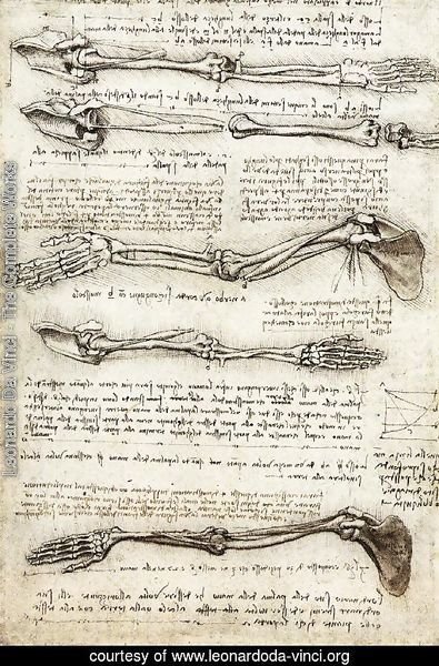 Studies of the Arm showing the Movements made by the Biceps