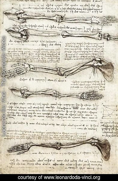 Leonardo Da Vinci - Studies of the Arm showing the Movements made by the Biceps