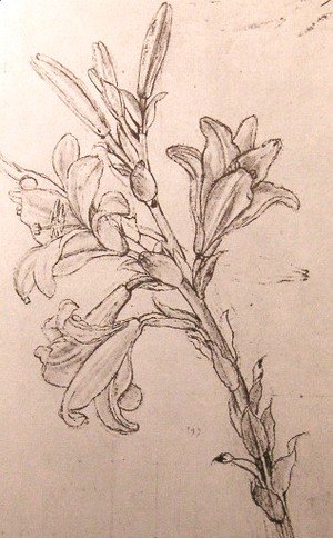 Leonardo Da Vinci - Drawing of lilies, for an Annunciation