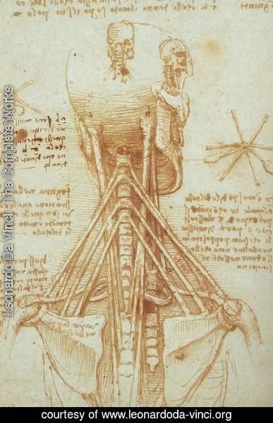 Leonardo Da Vinci - Anatomy of the Neck