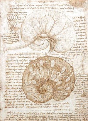 Leonardo Da Vinci - Drawing of the uterus of a pregnant cow