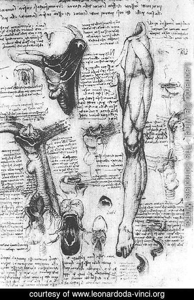 Leonardo Da Vinci - Anatomical Studies   Larynx And Leg