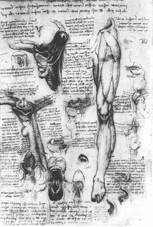Leonardo Da Vinci - Anatomical Studies   Larynx And Leg