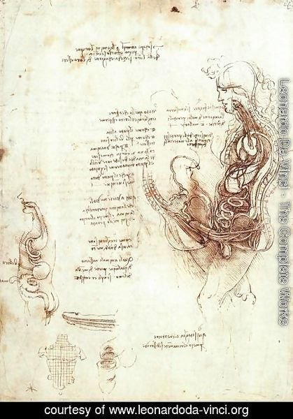 Leonardo Da Vinci - Studies Of The Sexual Act And Male Sexual Organ