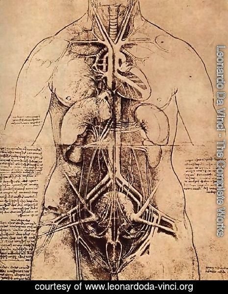 Leonardo Da Vinci - Drawing Of A Womans Torso