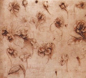 Leonardo Da Vinci - Flower Studies