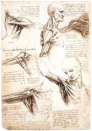 Anatomical studies of the shoulder