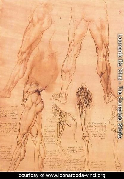 Leonardo Da Vinci - Studies of legs of man and the leg of a horse