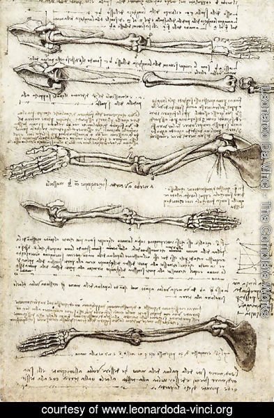 Leonardo Da Vinci - Arms