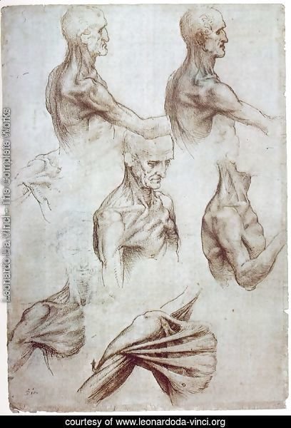 Muscles of the neck and shoulders 1515