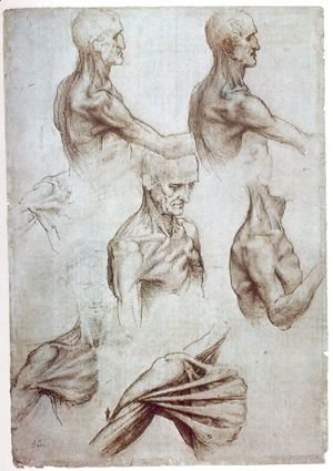 Muscles of the neck and shoulders 1515