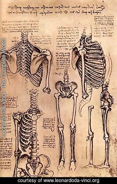 Leonardo Da Vinci - skeletons