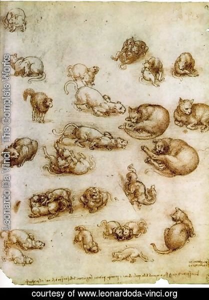 Leonardo Da Vinci - Study of Cat Movements and Position 1517-18