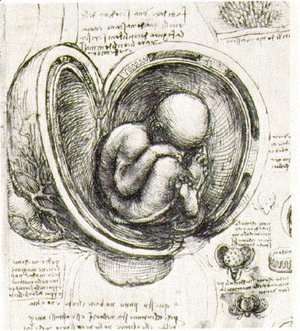 Leonardo Da Vinci - Womb Study