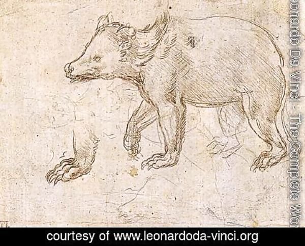Leonardo Da Vinci - Studies of a Bear Walking