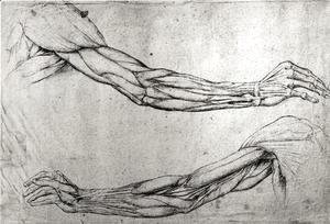 Leonardo Da Vinci - Study of arms