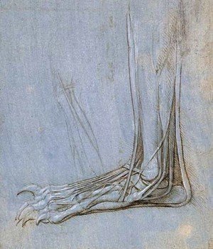Leonardo Da Vinci - The anatomy of a foot