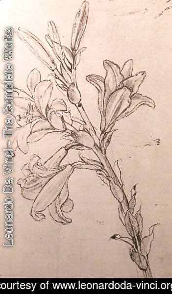 Leonardo Da Vinci - Drawing of lilies, for an Annunciation