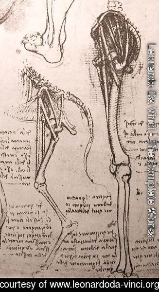 Drawing of the comparative anatomy of the legs of a man and a dog