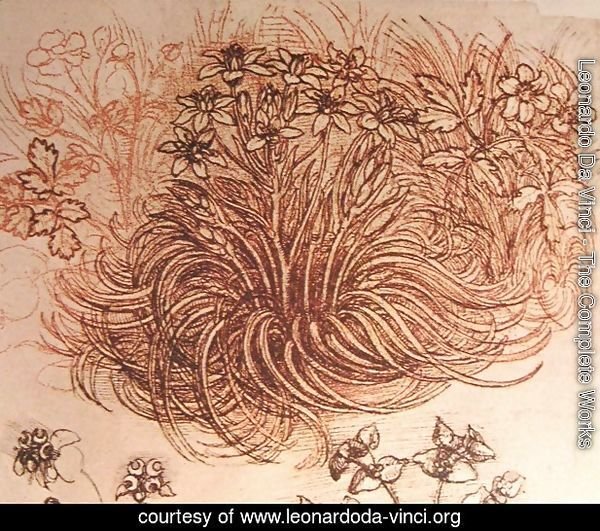 Drawing of a botanical study