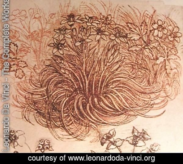 Leonardo Da Vinci - Drawing of a botanical study