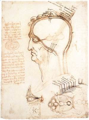 Leonardo Da Vinci - Comparison Of Scalp Skin And Onion
