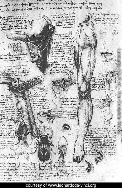 Anatomical Studies   Larynx And Leg