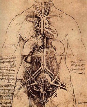 Leonardo Da Vinci - Drawing Of A Womans Torso