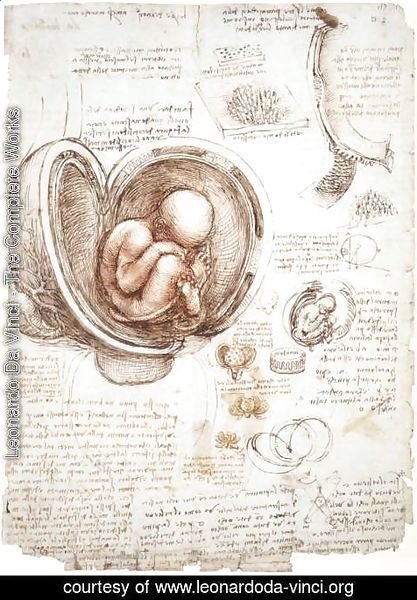 Leonardo Da Vinci - Studies Of Embryos