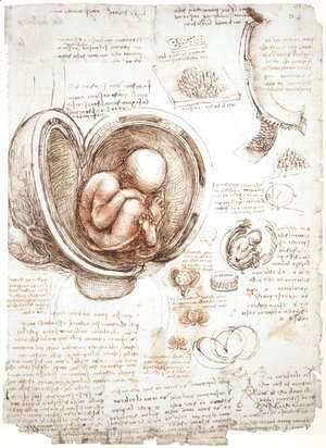 Studies Of Embryos