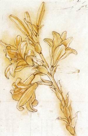 Leonardo Da Vinci - Lily   Detail